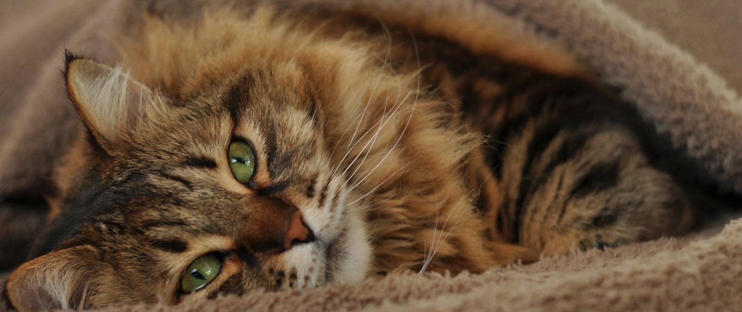 毛布の中で休む、ふわふわの猫